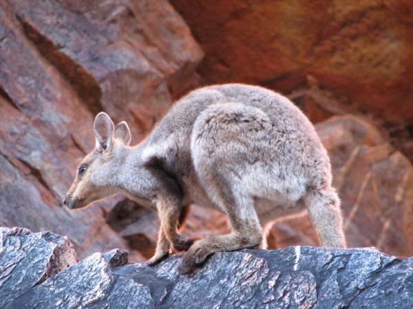 kangourou pour symboliser la communication animale