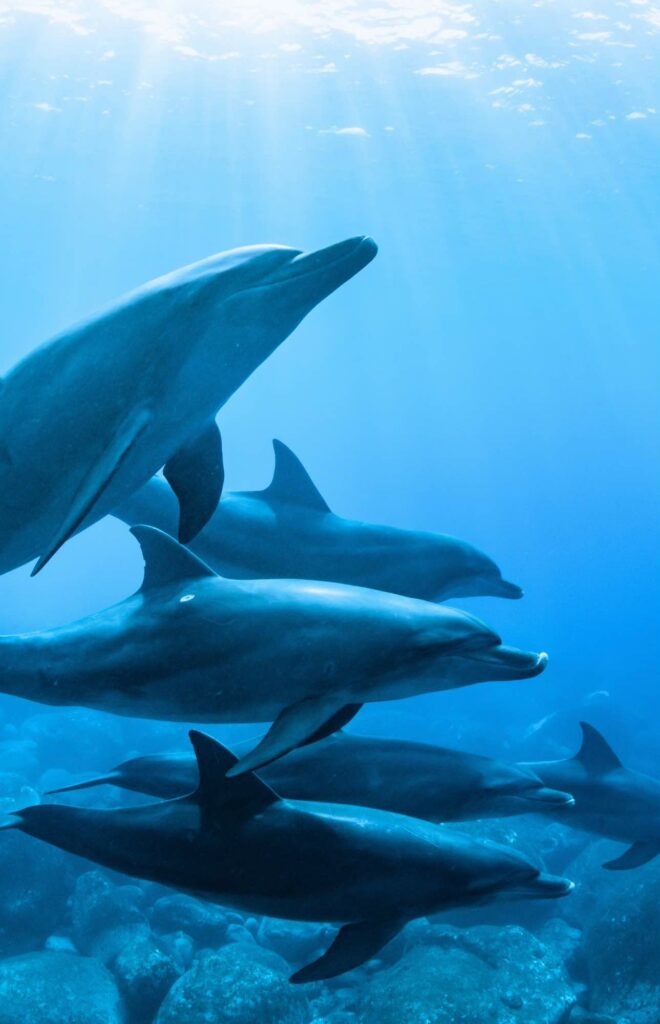 PARLER AVEC LES ANIMAUX, COMPRENDRE LES ANIMAUX, DAUPHINS, CHIEN CHAT CHEVAL, SE FORMER À LA COMMUNICATION ANIMALE
