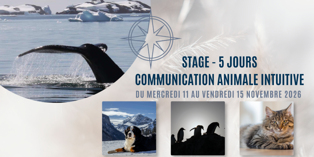 stage formation en communication animale intuitive parler avec les animaux animé par caroline gauthier