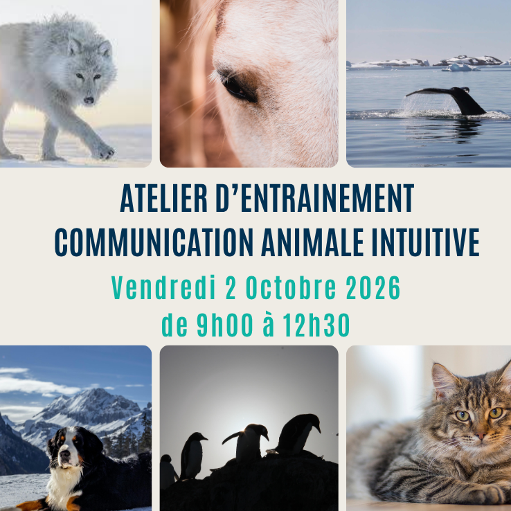 atelier d'entrainement pratique à la communication animale intuitive parler aux animaux caroline gauthier affiche