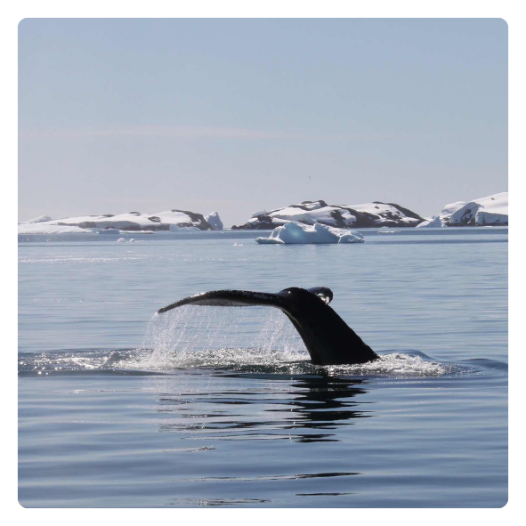 formation en communication animale : baleine affiche, avec caroline gauthier