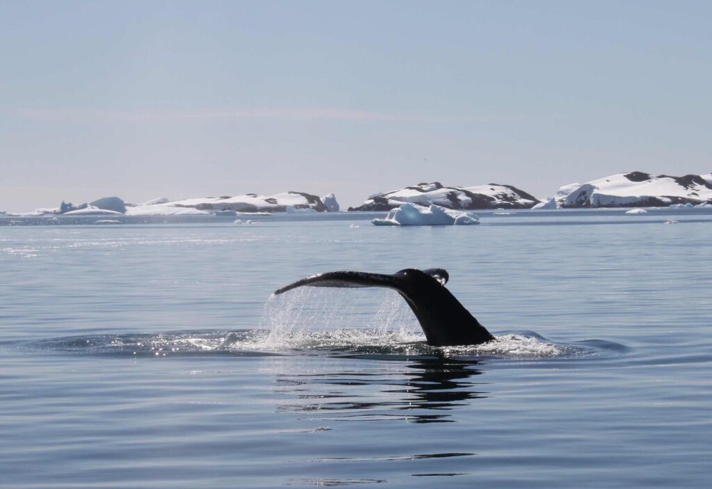 QUEUE DE BALEINE EN ANTARCTIQUE