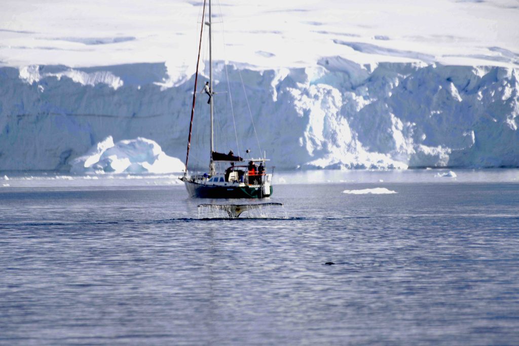 VOILIER EN ANTARCTIQUE AVEC UNE QUEUE DE BALEINE DEVANT SYMBOLISANT LA POSSIBILITÉ DE S'OUVRIR À L'INCONNU EN COMMUNICATION ANIMALE