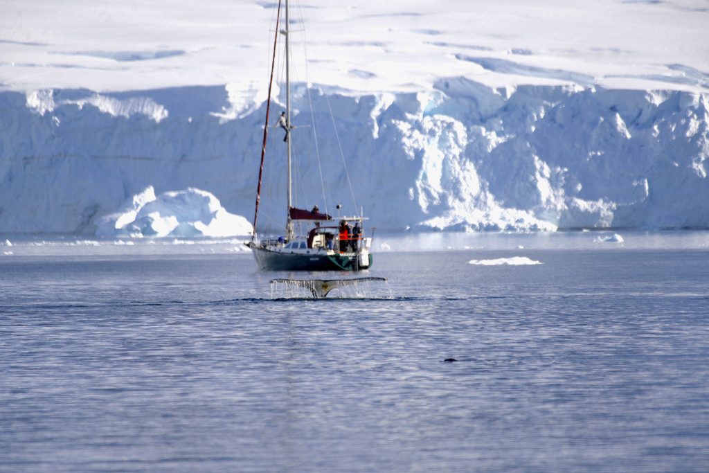 bateau à voile en antarctique avec une queue de baleine devant, montrant la relation homme animal dans un grand espace, et les humains plus petits