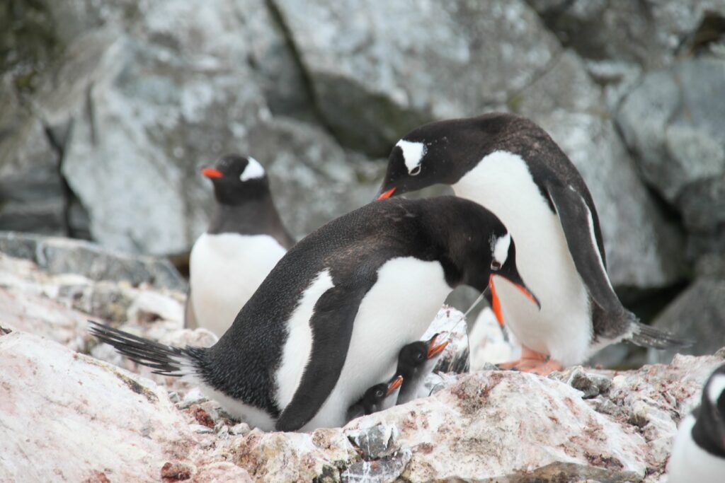 pinguoins en antarctique nourrissant leur petit, symbole de la communication animale intuitive avec caroline gauthier