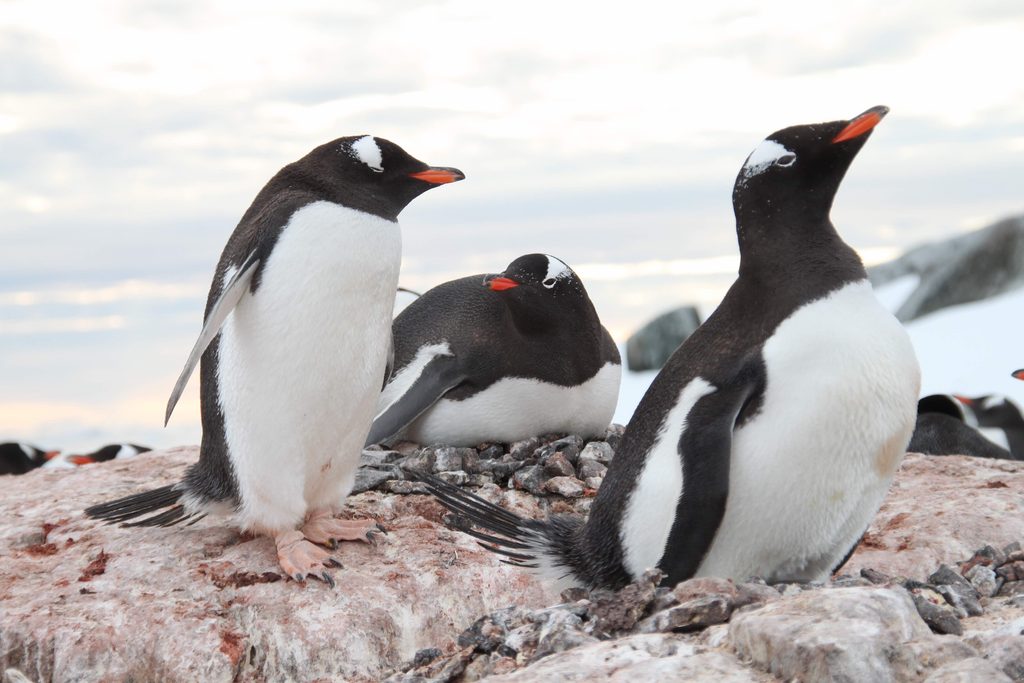 PINGOUIN D'ANTARCTIQUE COMMUNICATION ANIMALE INTUITIVE
