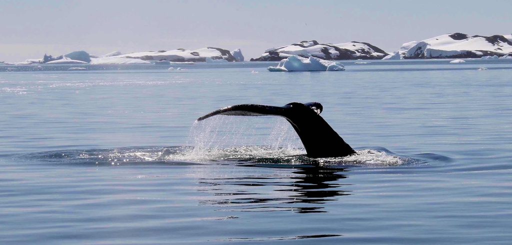 baleine en communication animale formation et consultation avec caroline gauthier